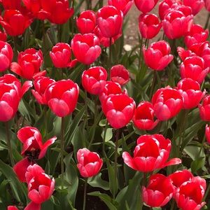 Meet your Posher, Bailey